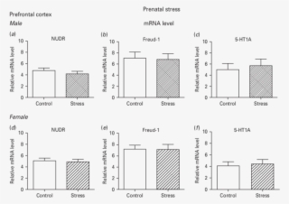 Real Time Pcr Analysis Of The Expression Of The Nudr, #7271722