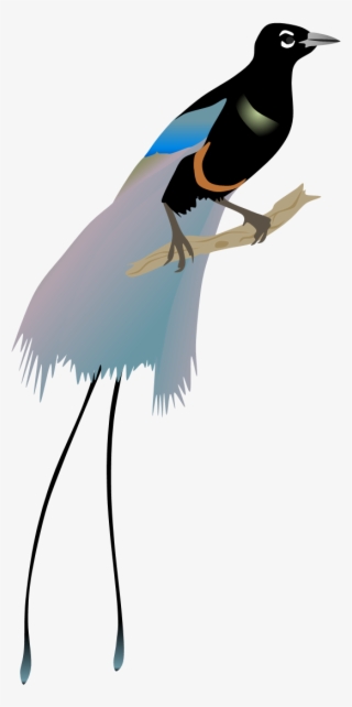 Bird Of Paradise Png #7271730