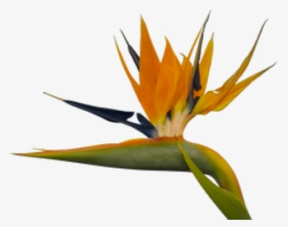 Bird Of Paradise Clipart Paradise Plant #7272409