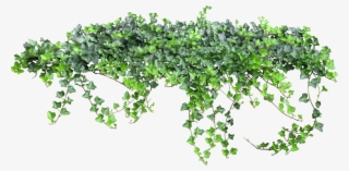 Tale Fairy Vine Ivy Texture Png Free Photo #7273776