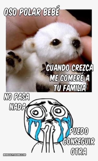Memes De Osos #7275079