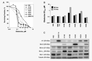 Obatoclax Decreased The Viability Of Sclc Cells With #7277162