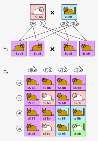 File - Dihybrid Cross - Svg #7277284