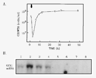 Gfa1 Mrna Levels During Growth Of The Yeast Form In #7279893