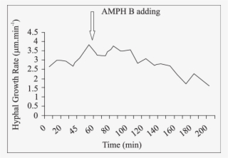 Time Course Of The Growth Rate Of Individual Hyphae #7280178