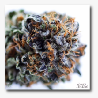 Dank Bud Weed Sticker #7281911