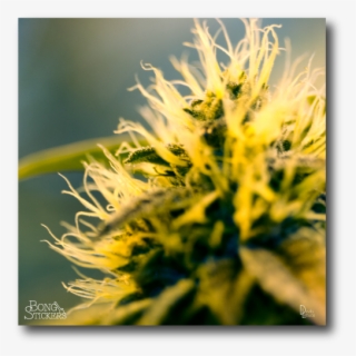 Dank Bud Weed Sticker #7282122