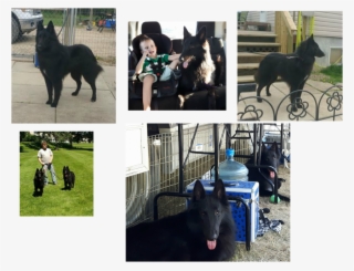 Attra Dea's Father Time #7288600