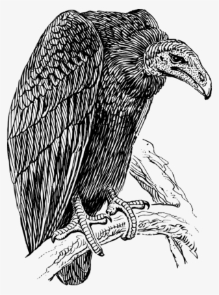 Vulture #7289016