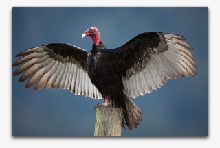 Turkey Vulture #7289100