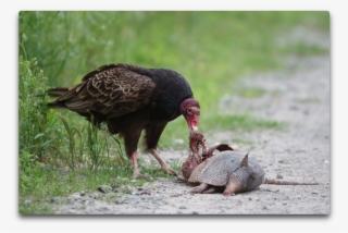 Turkey Vulture Ii #7289356