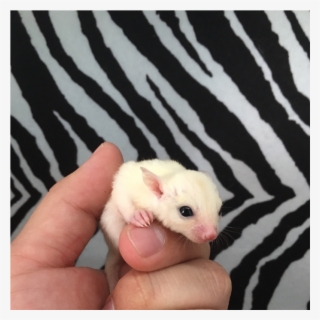 Sugar Glider Png #7297508