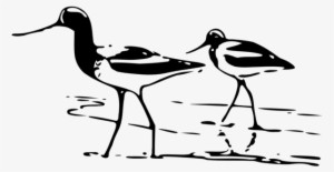 Sandpiper Bird Wader Skimmer Line Art - Shorebird Clipart #730059