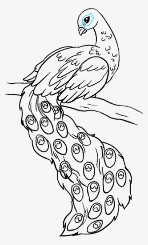 Bird Step By At - Easy Drawing Of Peacock #730081