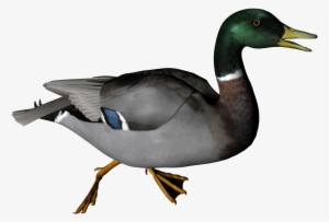 Duck Clipart Transparent Background - Duck Transparent Png #730159