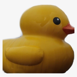 Duck #730340