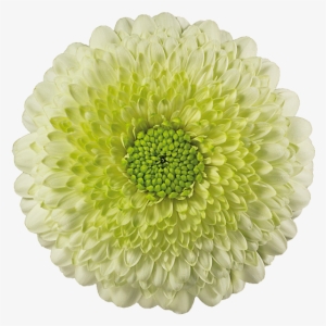 Kermit® - Gerbera Kermit #730342