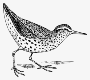 Spotted Sandpiper Bird Computer Icons Drawing - Sandpiper Clip Art #730391