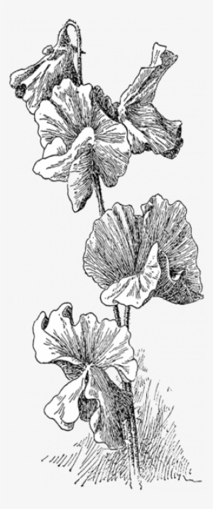 Peas Drawing Pencil - Sweet Pea #730551