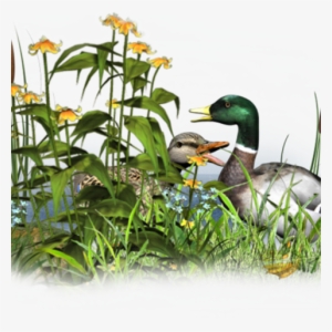 Psp Tubes Canards #730573