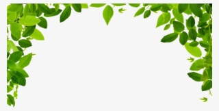 Jungle Border Png Image #730738