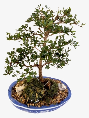 This Product Design Is Bonsai Potted Green Plants About - Bonsai #730756