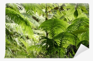 Fern #730806