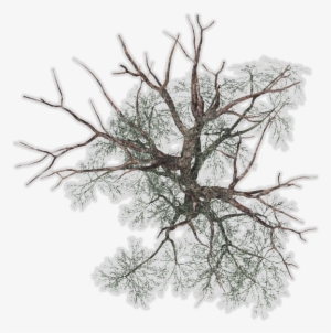 24 Mar 2009 - Tree #731072