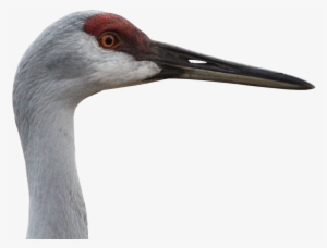 Canada Crane, Crane, Animal World, Nature, Bill, Png - Crane The Animal #731204