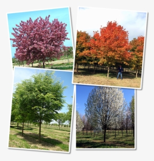Acre Nursery Located On Maryland's Eastern Shore, We - Swamp Maple #731324