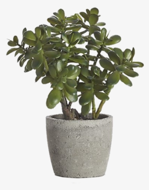 Potted Jade Plant #731351
