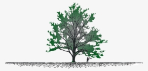 Above Is A True Picture Of A Tree's Root System & How - San Diego #731379