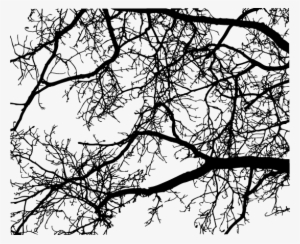 A Certified Arborist Can Be Located Online, And Also - Branch #731401