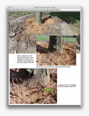I'm Wondering If My Tree Was Planted Too Deeply #731404