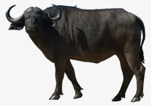 Buffalo - Buffalo Png #731583 Buffalo - Buffalo Png #731583