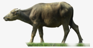 Buffalo Transparent - Buffalo Png #731610