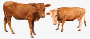 Cattle Water Buffalo - Ganado Png #731611