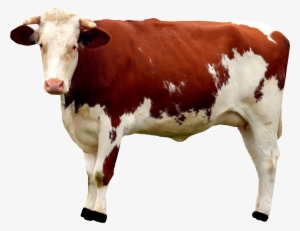 Cow Png Transparent Image - Cow Png #731722