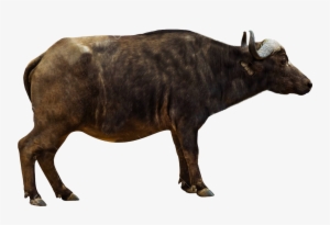 Cape Buffalo Side View #731802