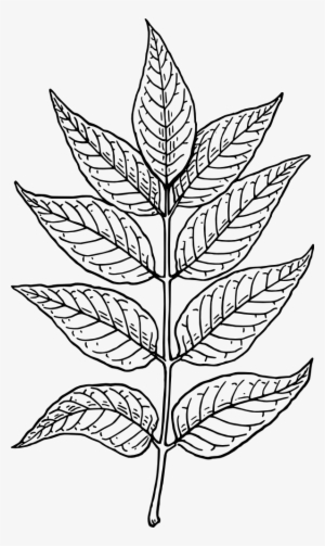Jungle Leaf Drawing At Getdrawings - Leaves Clip Art #731845