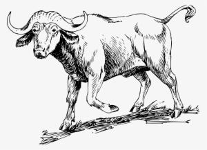 This Free Icons Png Design Of Buffalo 2 #731978