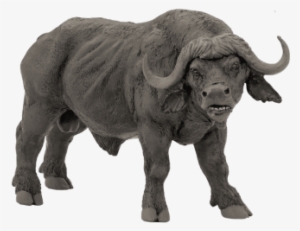 Free Png African Buffalo Png Images Transparent - Papo African Buffalo Figure, Black #731998