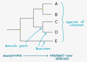 Image Modified From Taxonomy And Phylogeny - Tree Diagram #732086