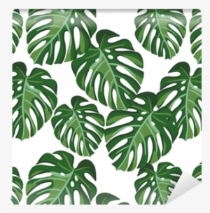 Monstera Palm Leaves On The White Background - Monstera Plant Background #732210