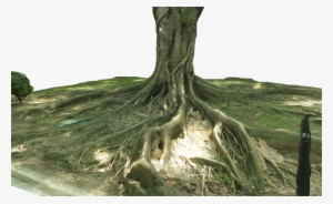 Ficus Microcarpa - Chinese Banyan - T1754 - Ficus Microcarpa #732234