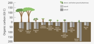 Carbon Stored In Ecosystems Shown In Gigatons Tropical - Temperate Climate #732480