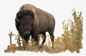 Buffalo - Bison And The Butterfly #732522