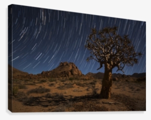 Star Trails Above A Quiver Tree In Richtersveld National - Star Trails Above A Quiver Tree (kokerboom #732564