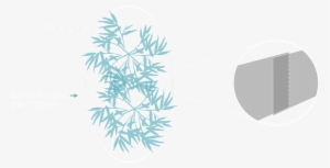 Top Of Deeproot Barrier Must Be Approximately 2" Above - Red Pine #732580