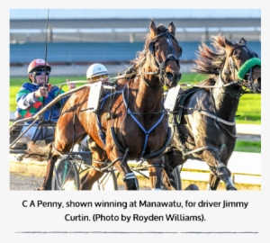 C A Penny, The Well Performed Blenheim Trained Mare - Harness Racing #736016